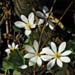 bloodroot in Spring